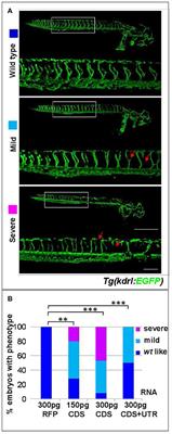 Post-transcriptional Modulation of Sphingosine-1-Phosphate Receptor 1 by miR-19a Affects Cardiovascular Development in Zebrafish